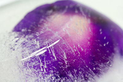 Close up of purple leaf