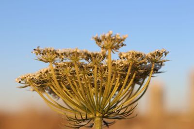 Close-up of wilted plant against clear sky