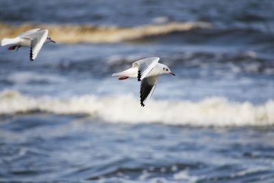 Seagull flying over sea