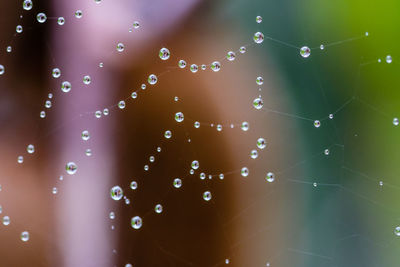 Close-up of water drops on spider web