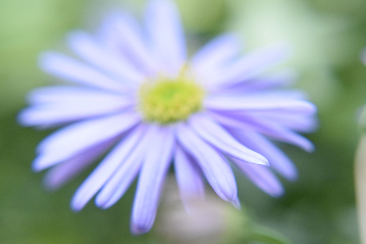 CLOSE-UP OF PURPLE FLOWERING PLANTS