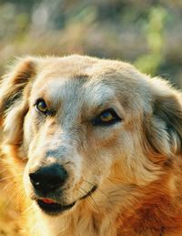 Close-up portrait of a dog