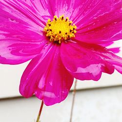 Close-up of water drops on pink flower