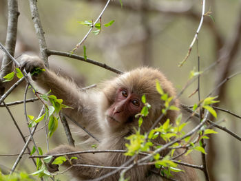 Portrait of a monkey