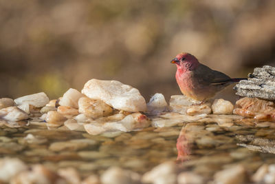 Close-up of bird perching on rock