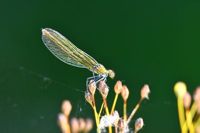 Close-up of shiny dragonfly  on leaf against dark green background