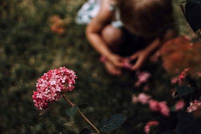 Close-up of pink flowers against blurred background