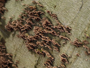 Close-up of dried plant on tree trunk