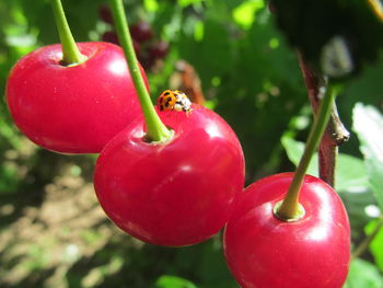 Close-up of red berries growing on tree