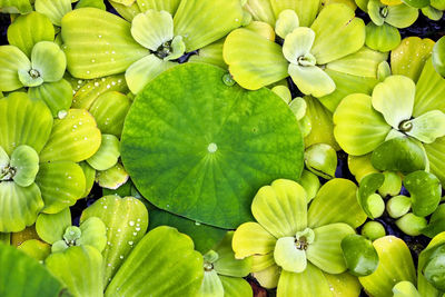 Bunch of lotus lily flower leaves in water. green abstract pattern in nature. leaf background