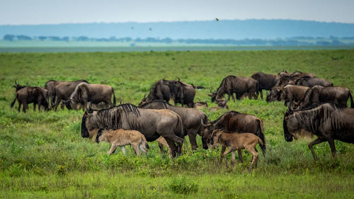 Wildebeest migrate between tanzania and kenya annualy.