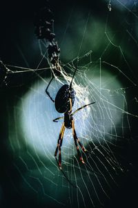 Close-up of spider on web