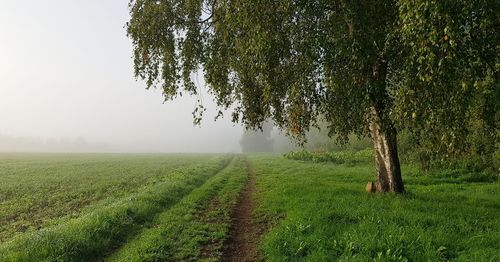 Trees on field against sky