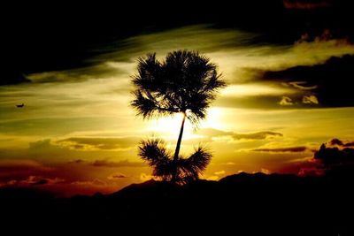 Silhouette of trees at sunset