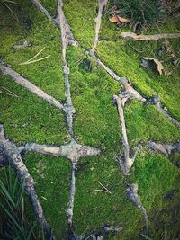 High angle view of trees growing on field