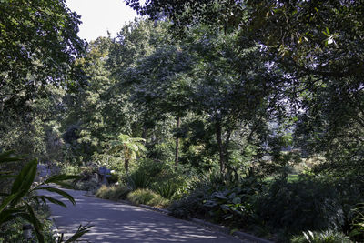 Road amidst trees in forest against sky