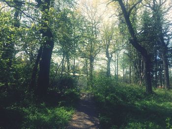 Trees in forest