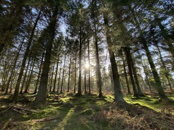 Low angle view of sunlight streaming through trees in forest