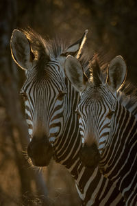 Close-up of two hartmann mountain zebras side-by-side