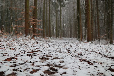 Snow covered trees in forest