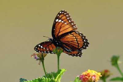 insect