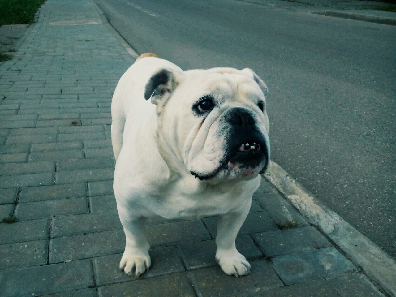 one animal, animal themes, pets, dog, domestic animals, mammal, portrait, high angle view, looking at camera, street, white color, footpath, sidewalk, close-up, animal head, outdoors, cobblestone, sitting, day