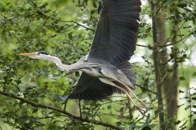 Low angle view of gray heron flying