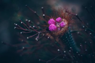 Close-up of purple thistle flower