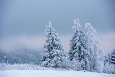 Snow covered pine trees against sky