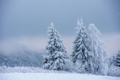 Fairy winter landscape with snow covered christmas trees