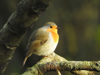 Close-up of bird perching on branch