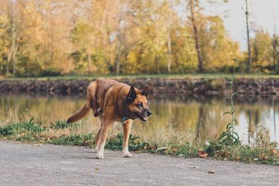 Dog running in the lake