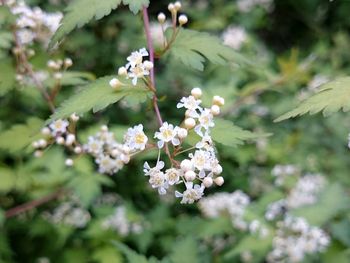 Close-up of cherry blossoms