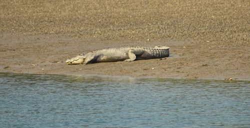 View of crocodile in sea