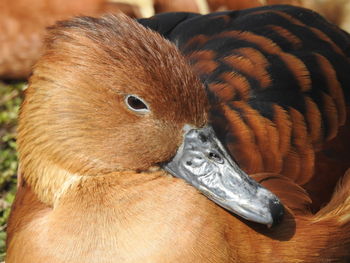 Close-up of a bird