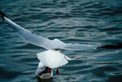 Seagull flying over lake