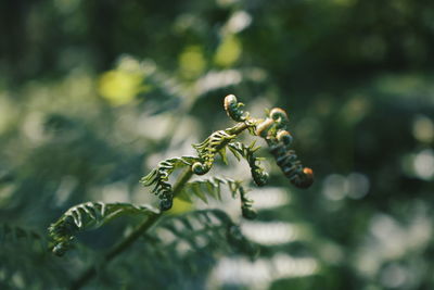 Close-up of caterpillar on plant