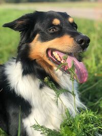 Close-up of a dog looking away