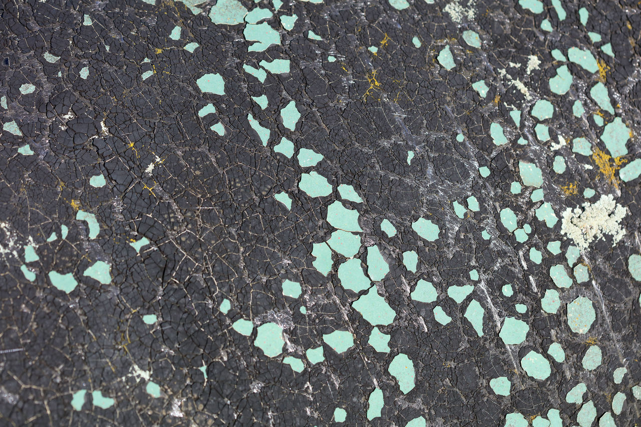 FULL FRAME SHOT OF LEAVES ON ROCK