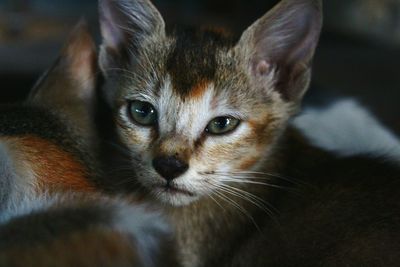 Close-up portrait of a cat