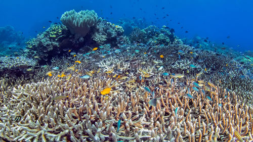 View of fish swimming in sea