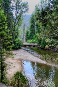 River amidst trees in forest