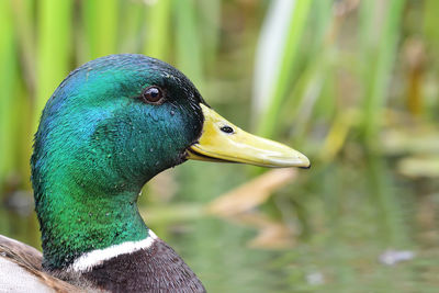 Head shot of a mallard duck 