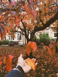 Low angle view of maple leaves on tree during autumn