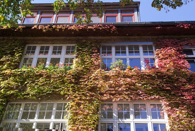 Low angle view of building covered with ivy