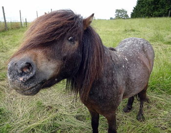 Close-up of pony on grassy field