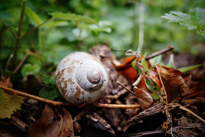 Close-up of snail on dry leaves