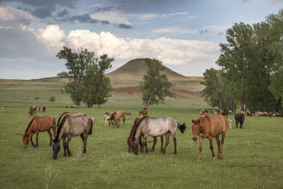 Horses in a field