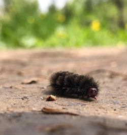 Close-up of insect on road