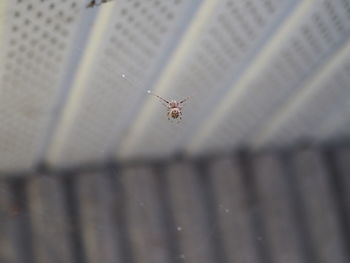 Close-up of spider